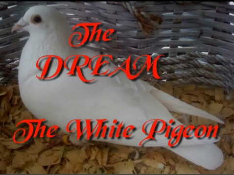 dream_the_white_pigeon_thumbnail.jpg